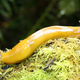 Illustration for article titled Banana Slugs Camilla The Chicken: Your Amazing Wedding Cake Toppers